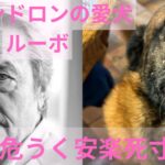 アランドロン　愛犬　安楽死