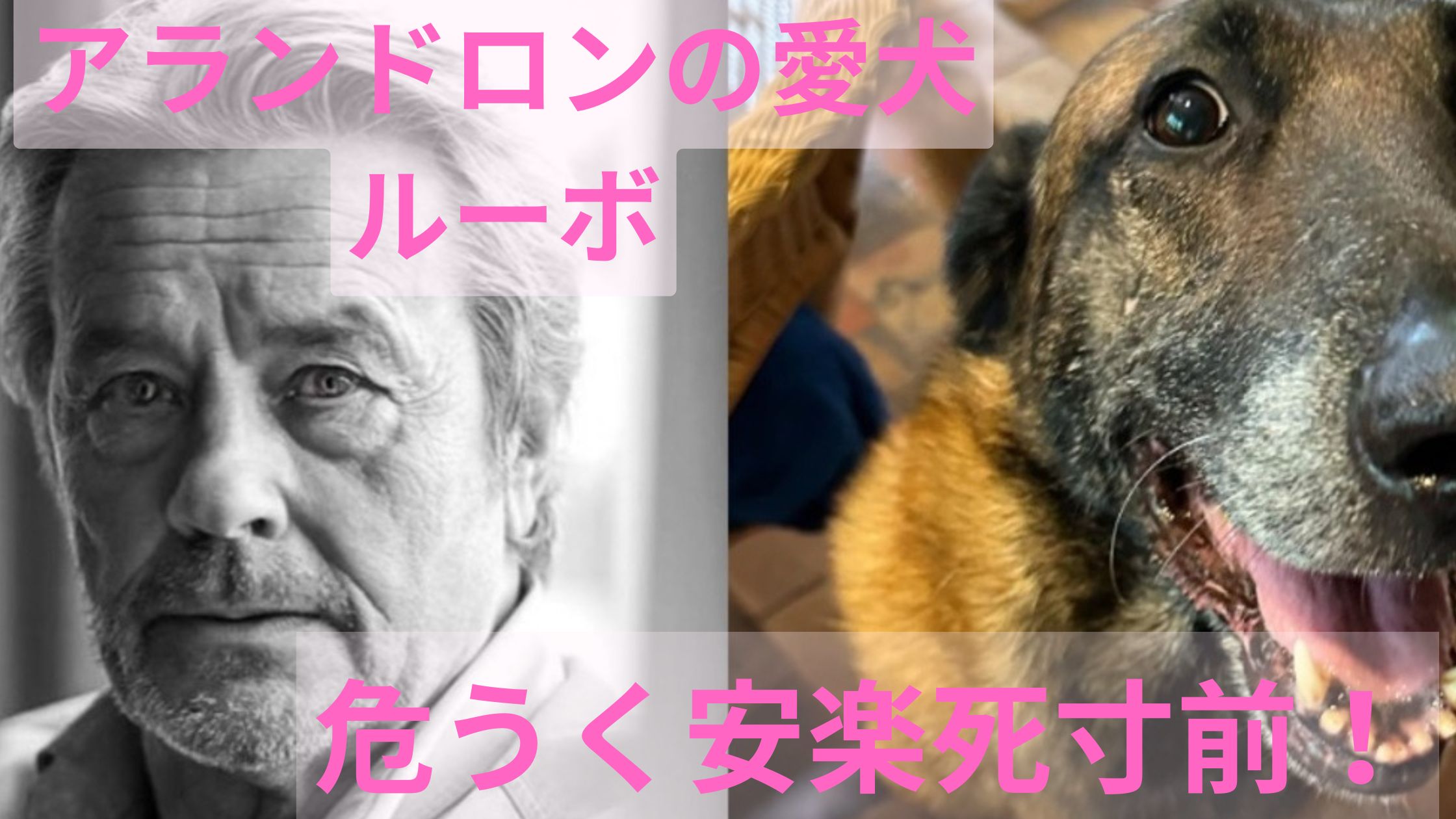 アランドロン　愛犬　安楽死